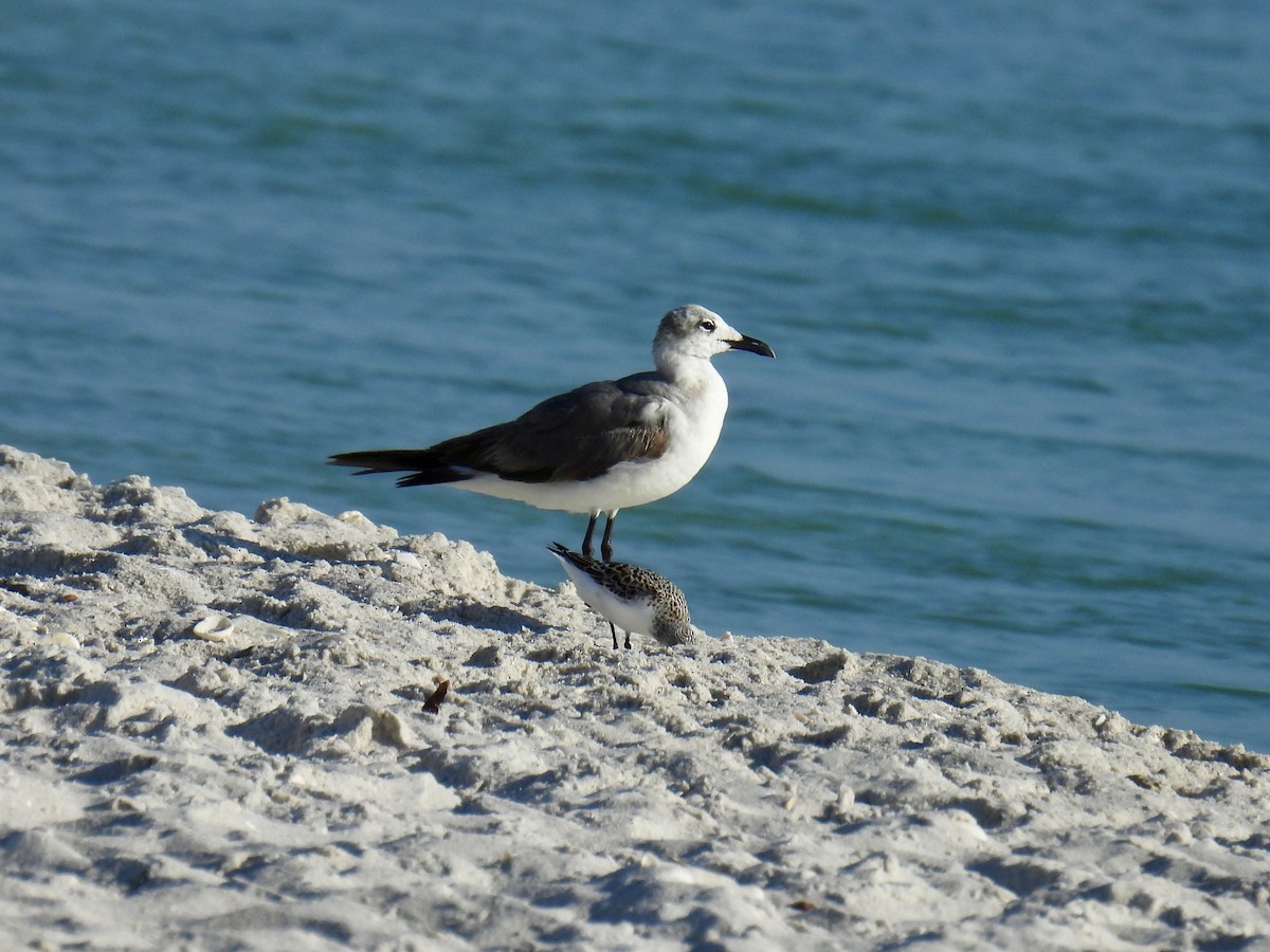 Laughing Gull - ML618679495