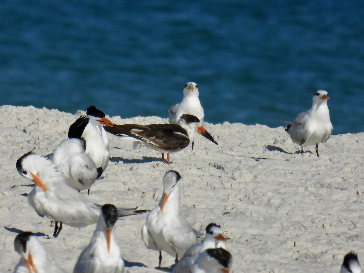 Black Skimmer - ML618679503