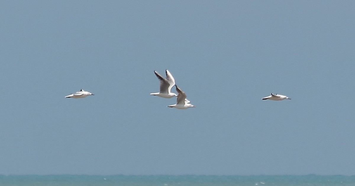 Slender-billed Gull - Elaheh Afsaneh