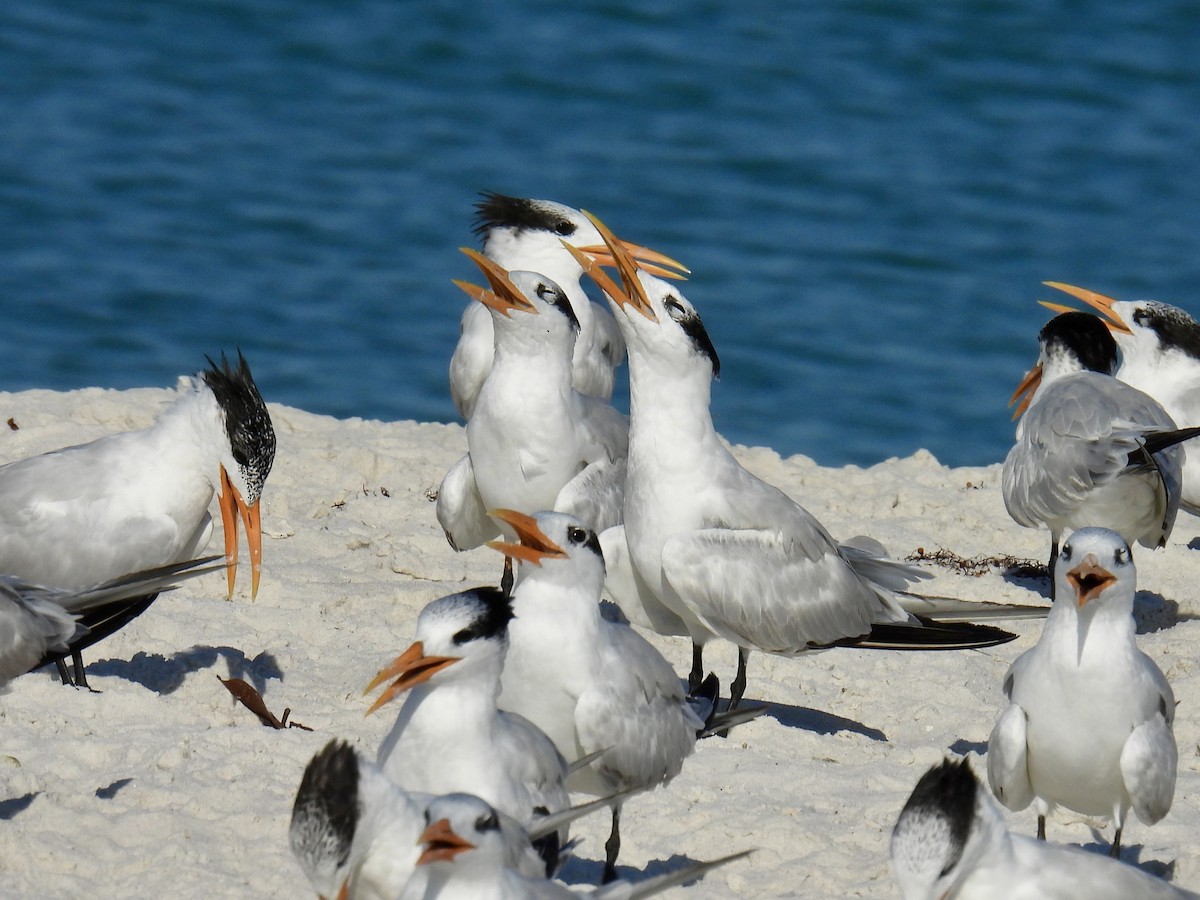 Royal Tern - ML618679506