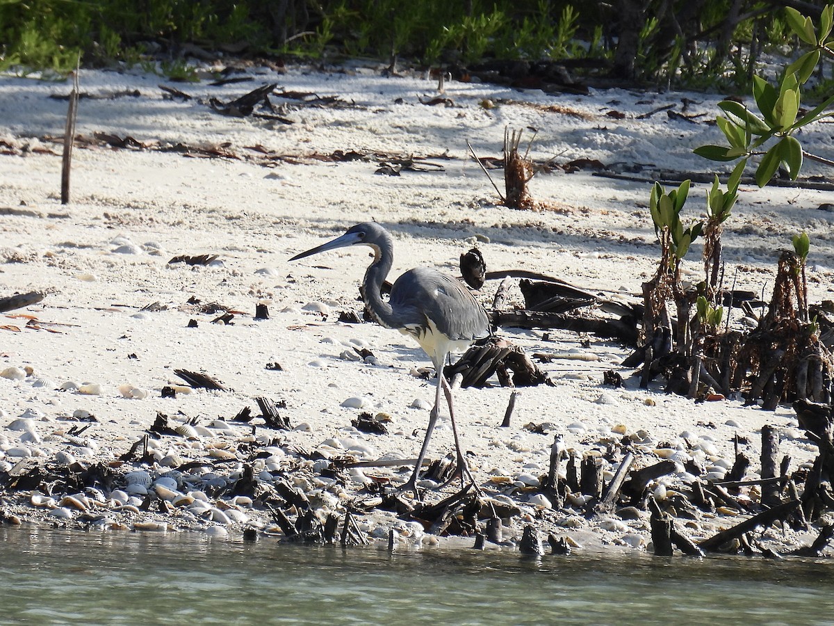 Tricolored Heron - ML618679512