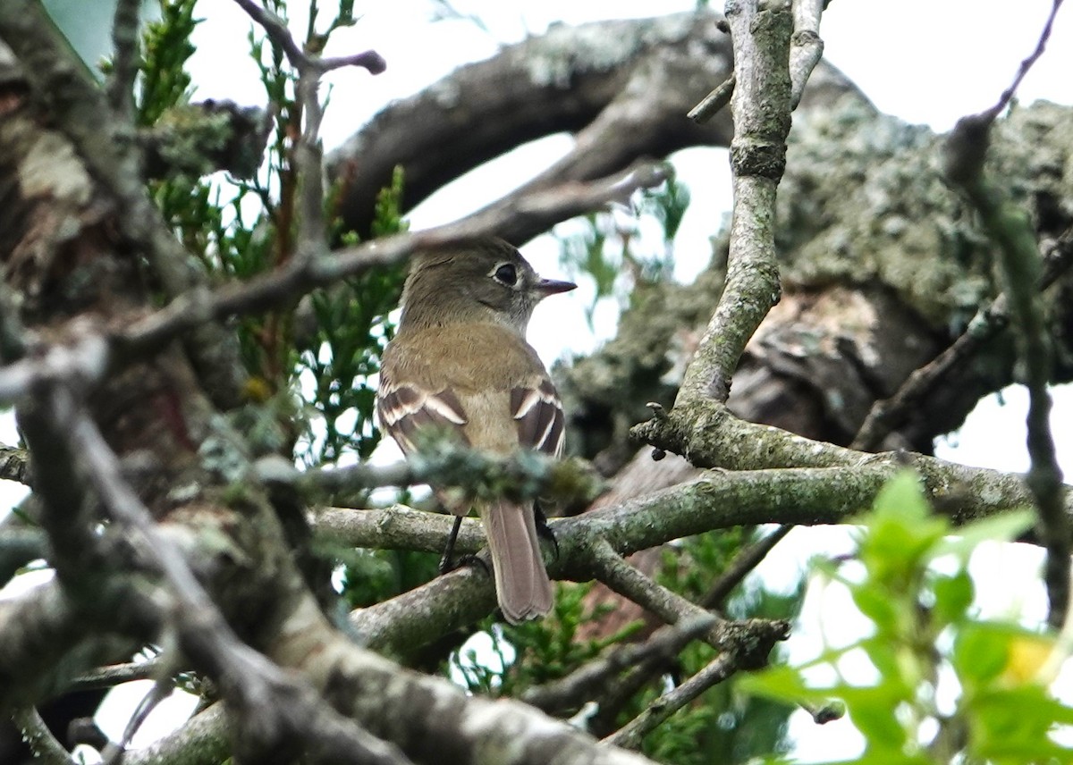 Least Flycatcher - ML618679517