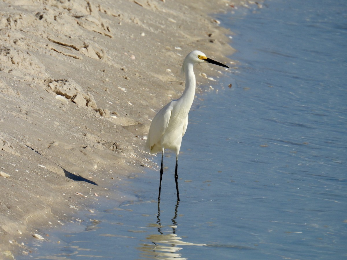 Snowy Egret - ML618679521