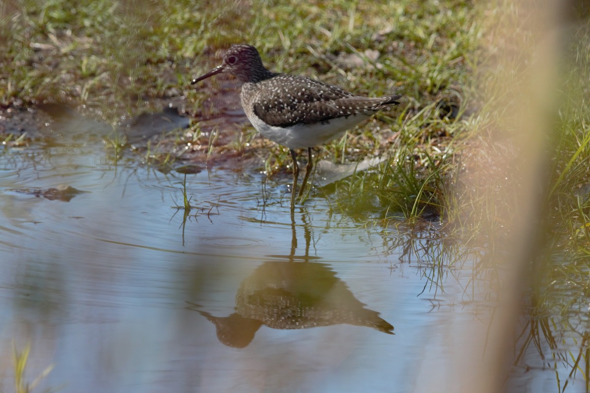 Solitary Sandpiper - ML618679539