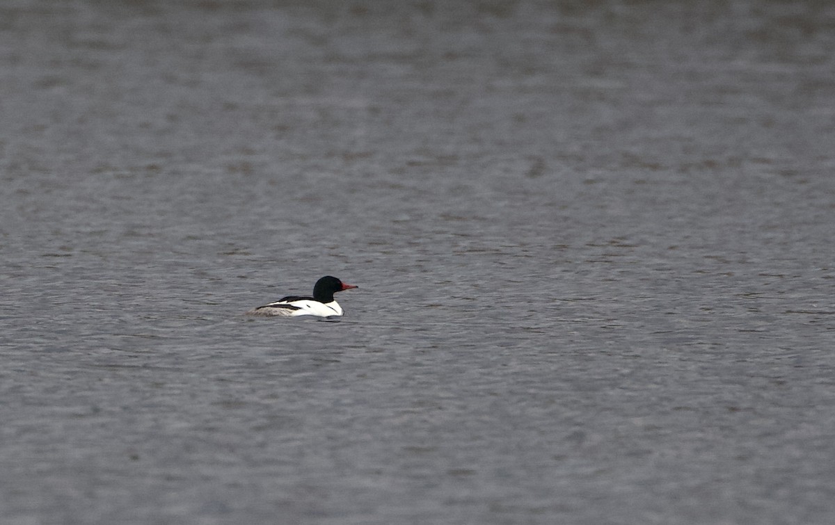 Common Merganser - Jack Kerivan