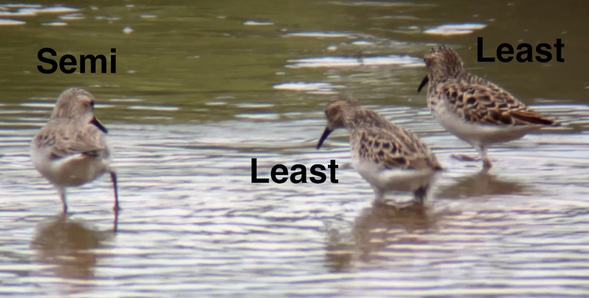 Least Sandpiper - Mark McShane