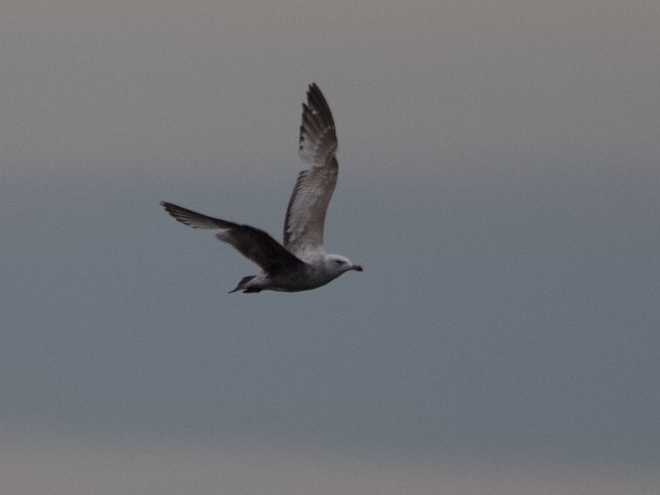 Herring Gull - Jack Kerivan