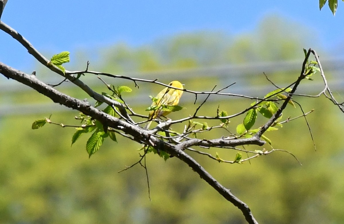 Yellow Warbler - ML618679590