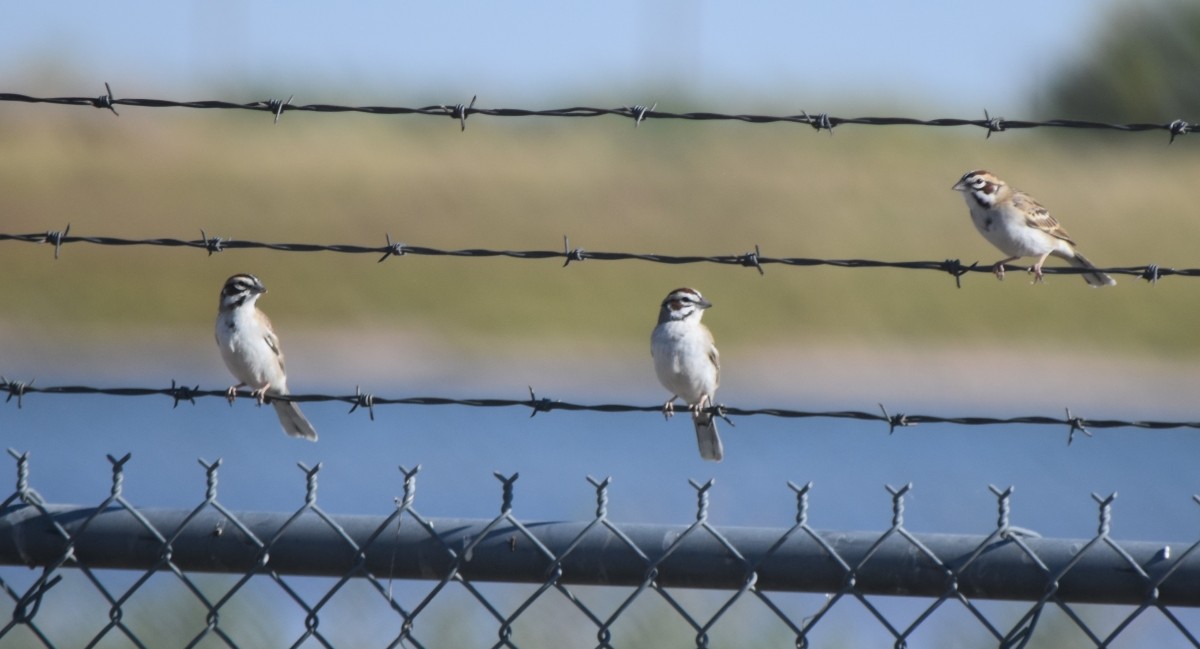 Lark Sparrow - ML618679591