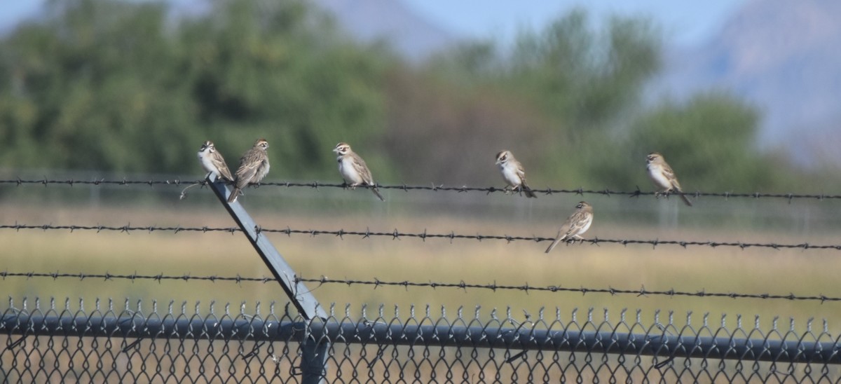 Lark Sparrow - ML618679592