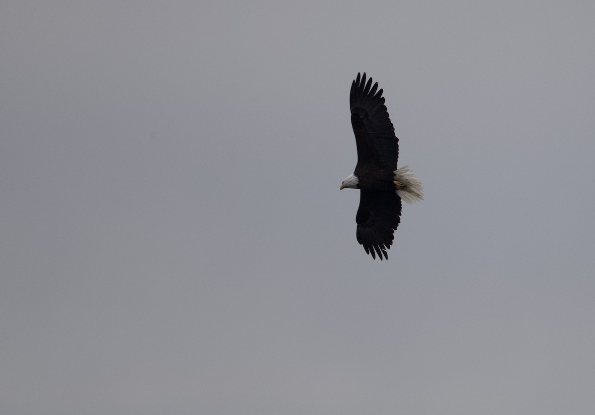 Bald Eagle - ML618679599