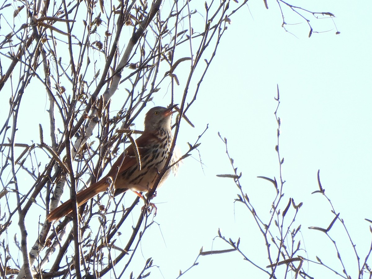 Brown Thrasher - Nathalie Ouellet