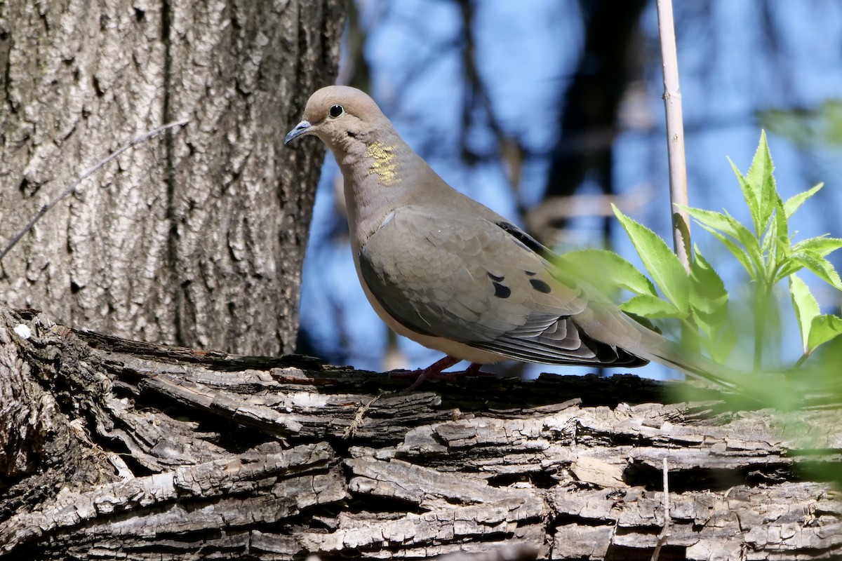 Mourning Dove - ML618679613