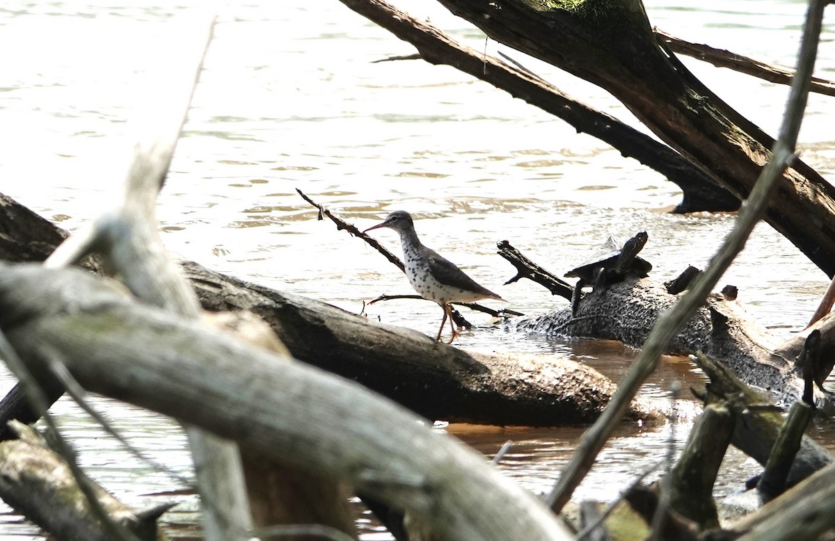 Spotted Sandpiper - ML618679616