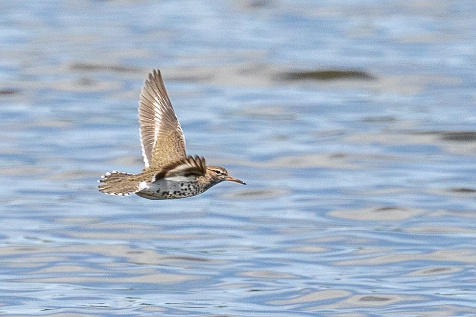 Spotted Sandpiper - Else Karlsen