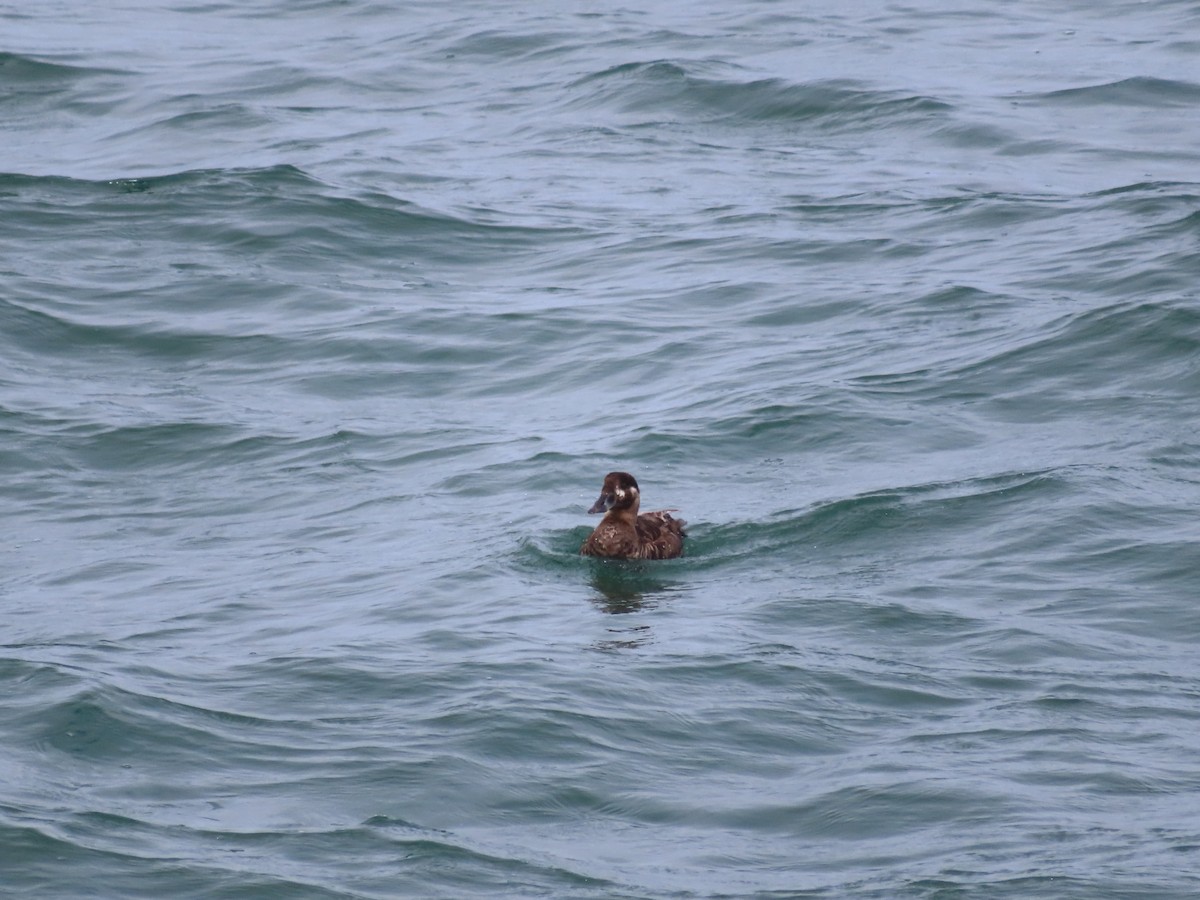 Surf Scoter - Jennifer Prusse