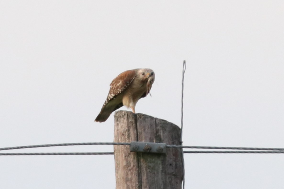 Red-shouldered Hawk - Matt Conn