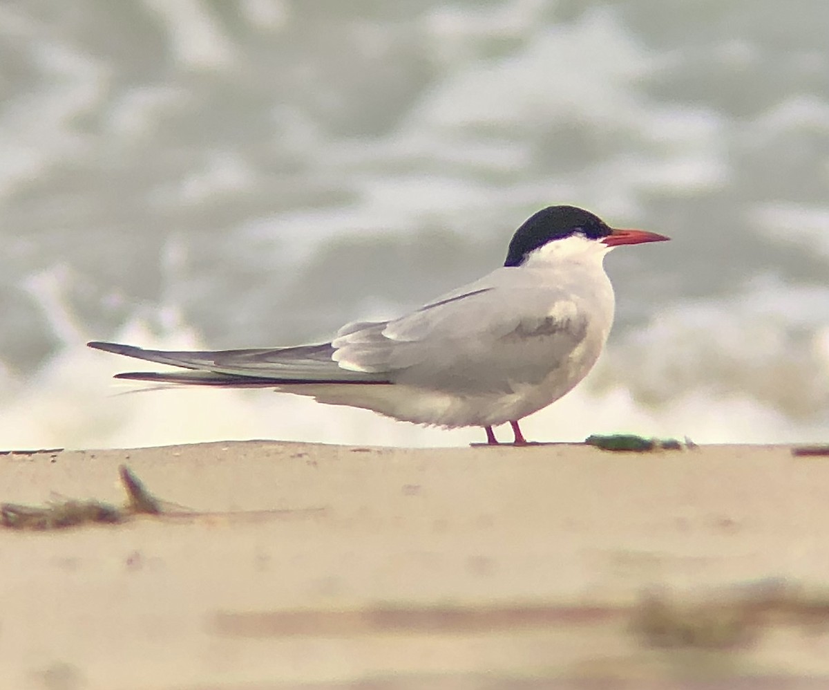 Arctic Tern - ML618679724