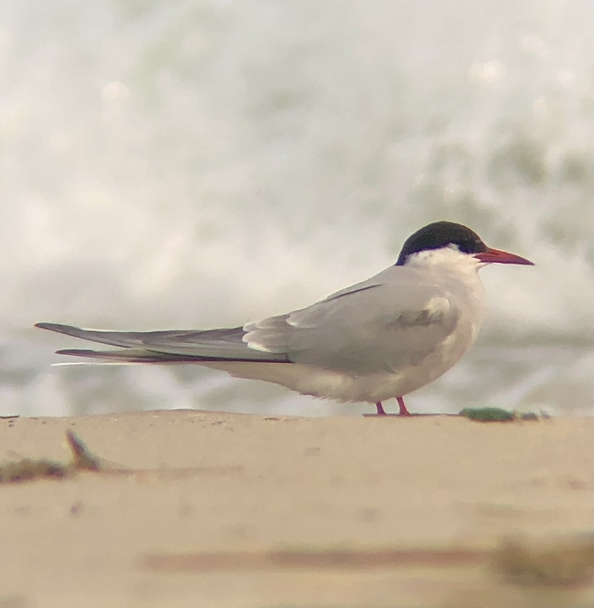 Arctic Tern - ML618679725