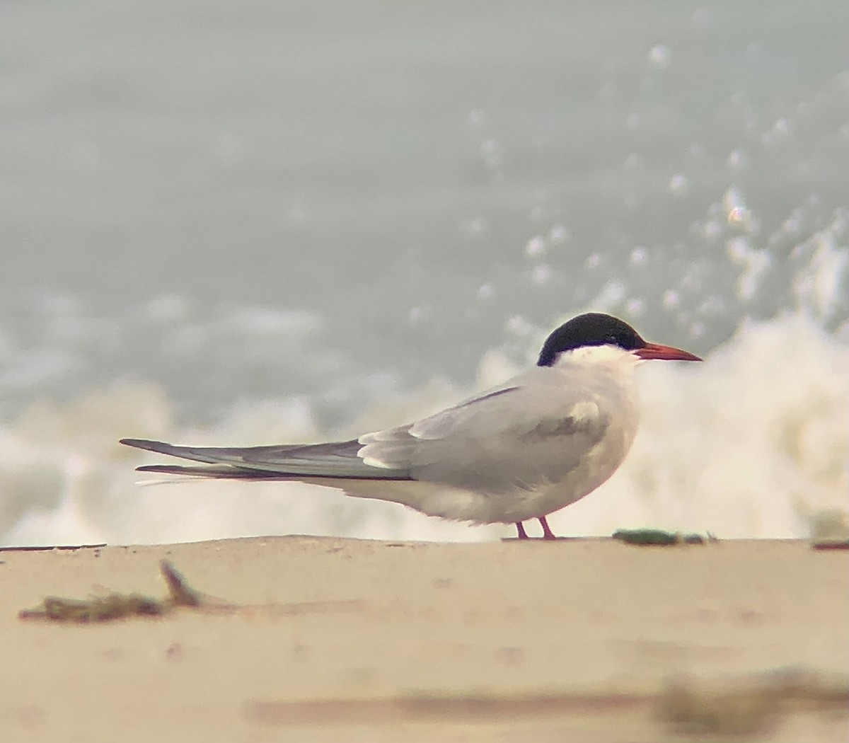 Arctic Tern - ML618679726