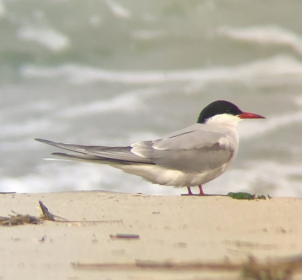 Arctic Tern - ML618679727