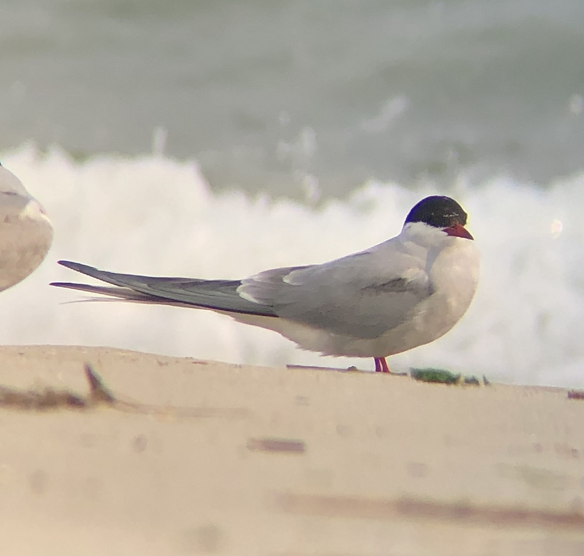 Arctic Tern - ML618679729