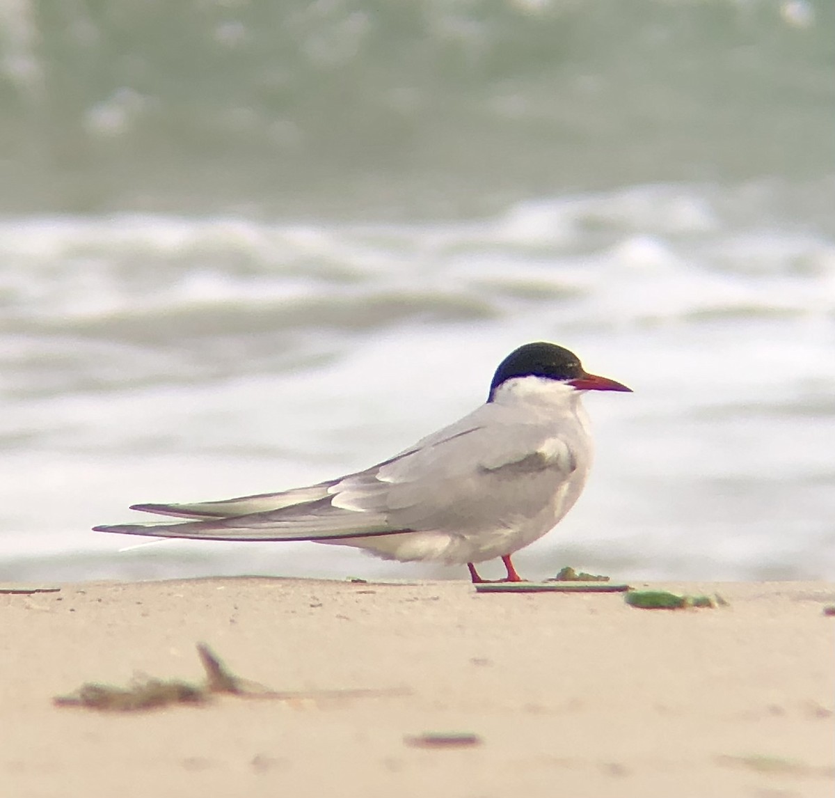 Arctic Tern - ML618679730