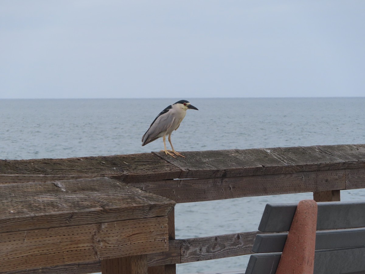 Black-crowned Night Heron - ML618679755