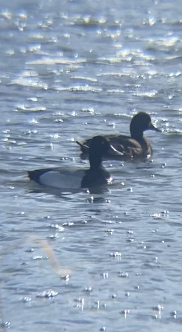 Lesser Scaup - ML618679759