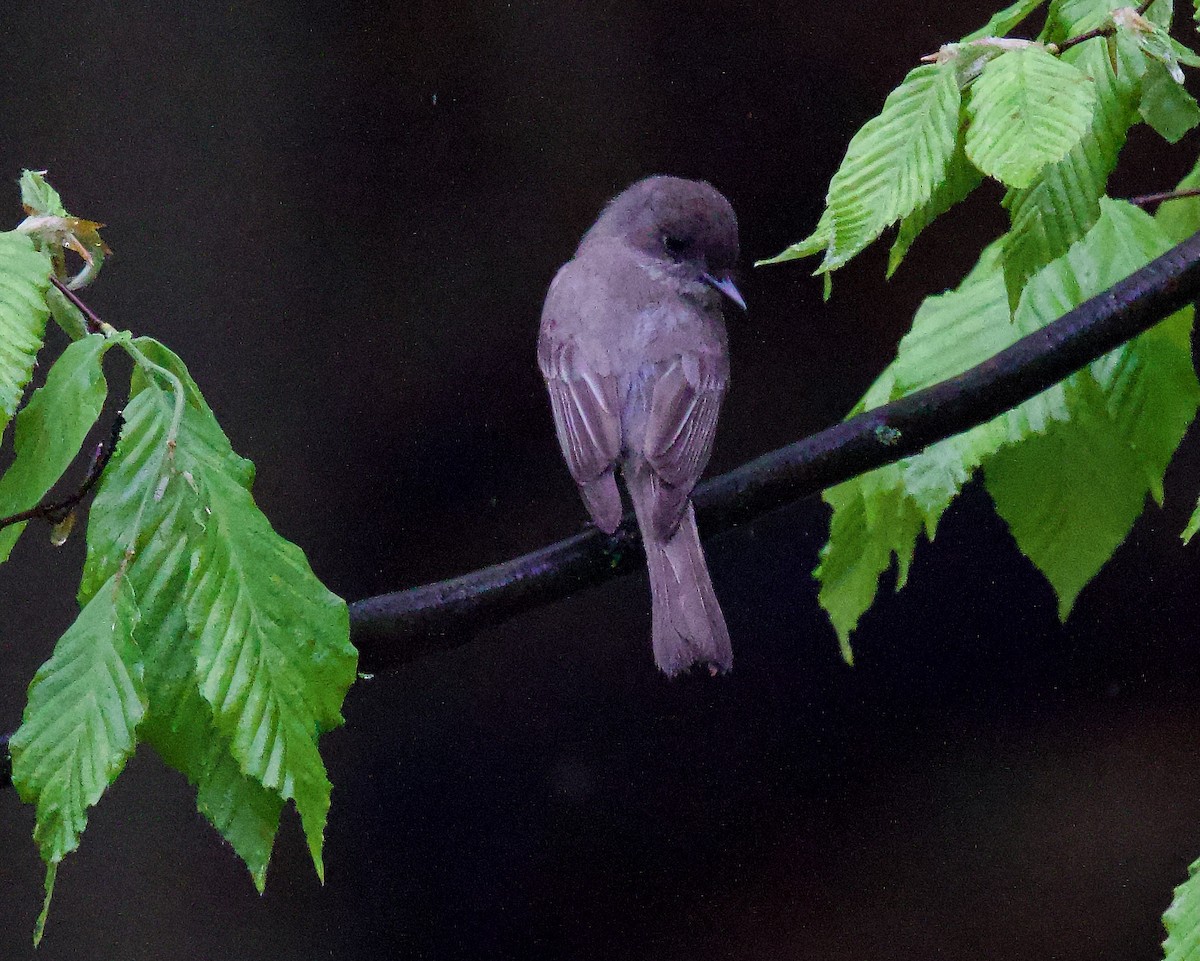 Eastern Phoebe - ML618679765