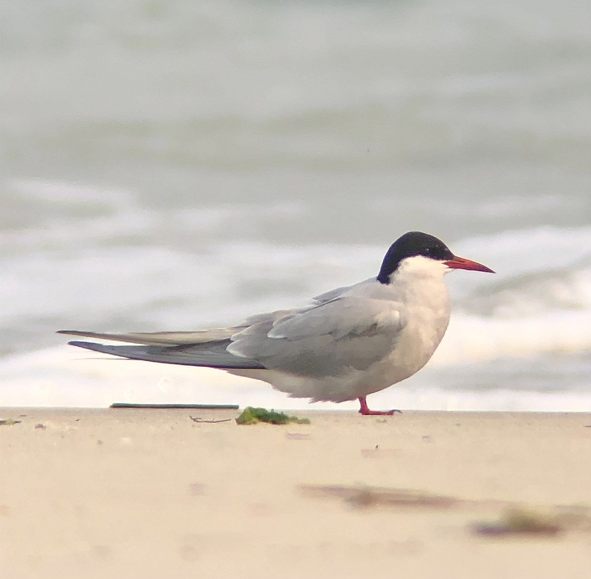 Arctic Tern - ML618679774