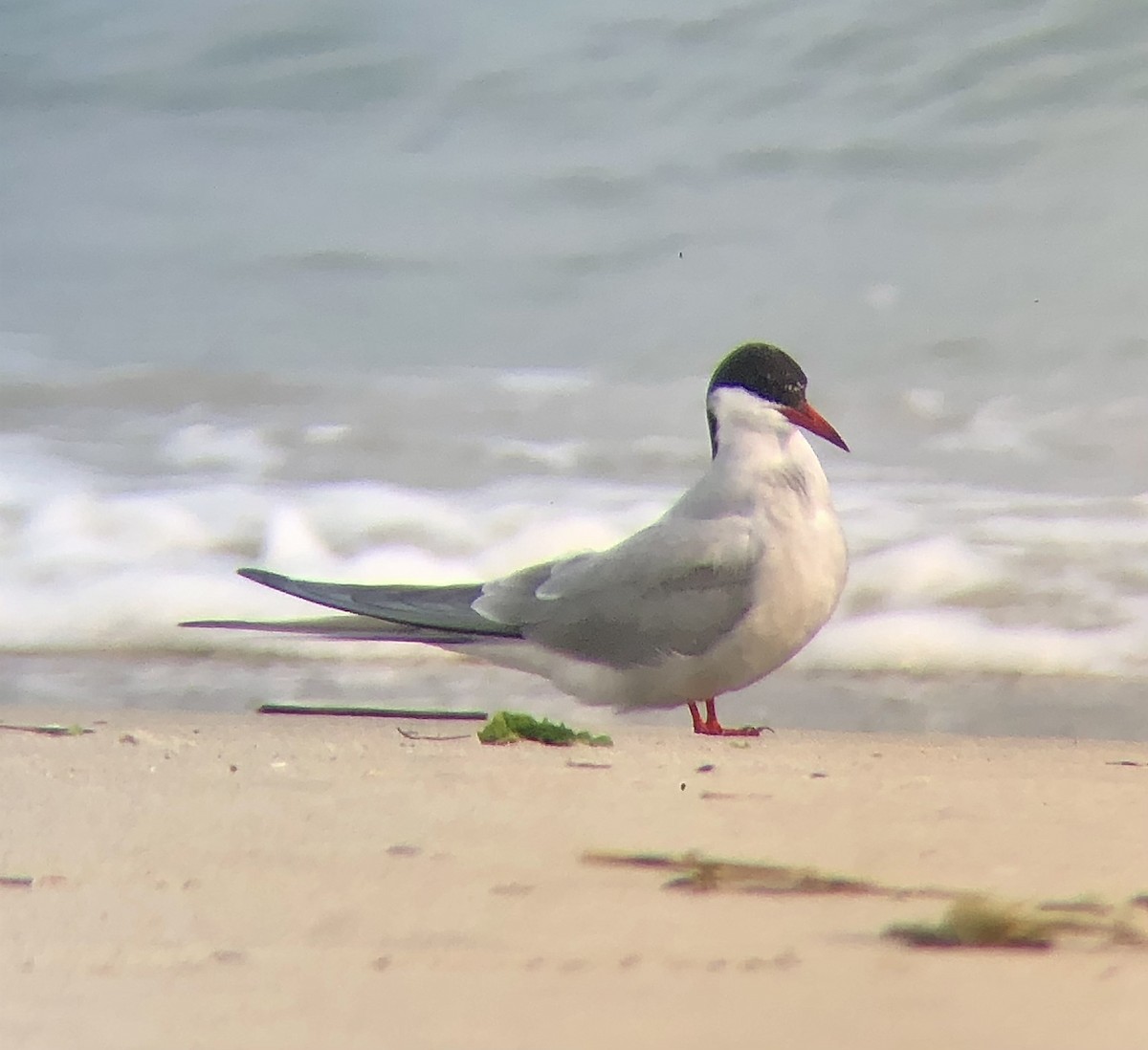 Arctic Tern - ML618679775