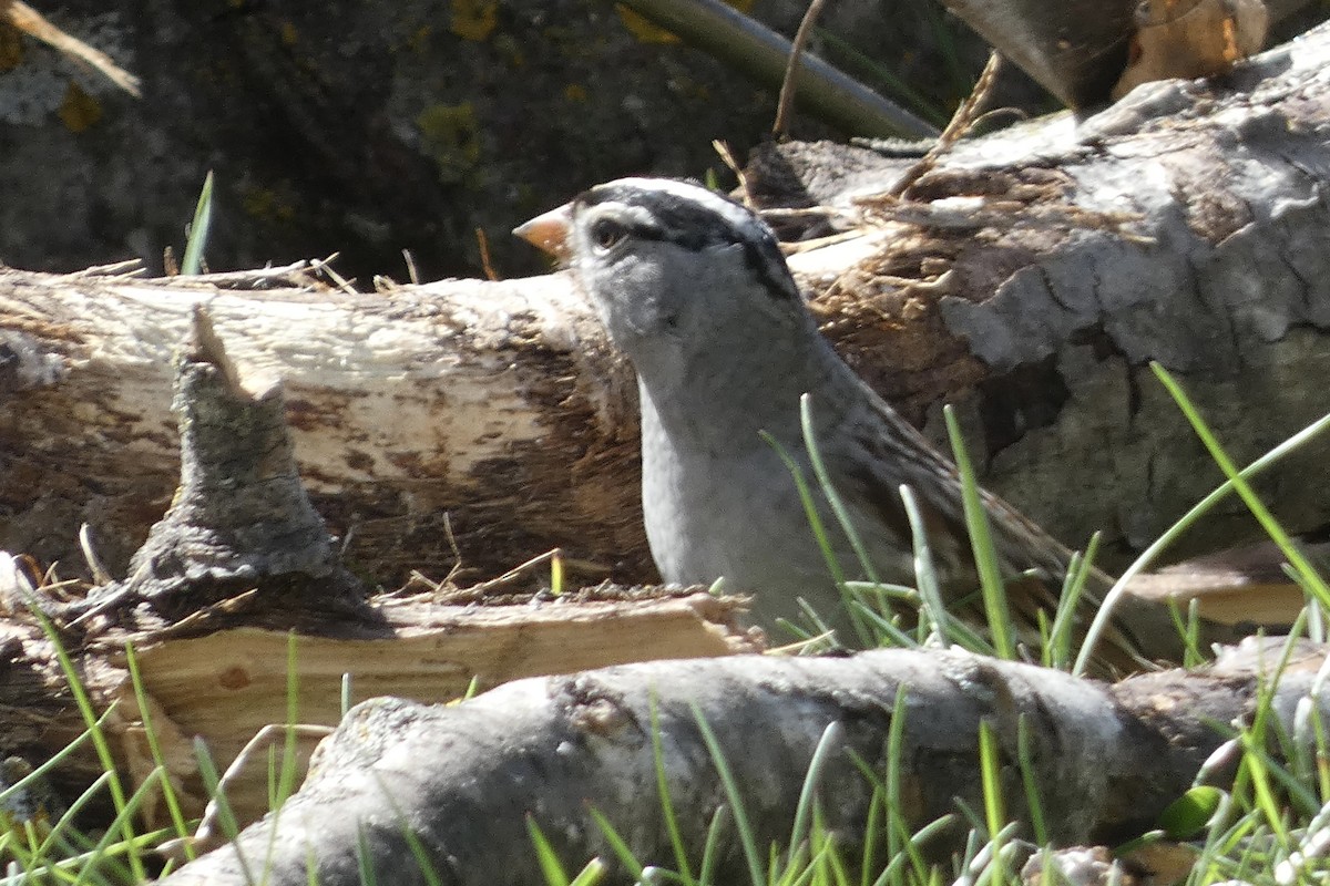 White-crowned Sparrow - Ken Villebro