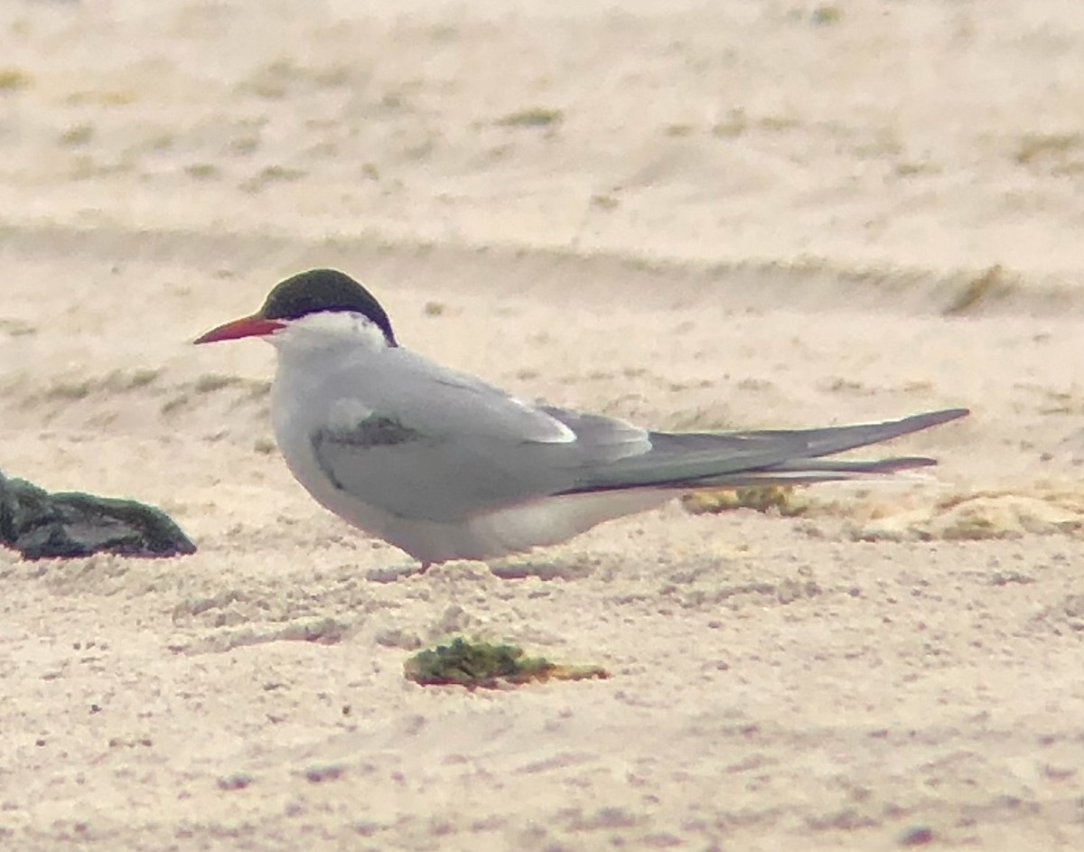 Arctic Tern - ML618679800