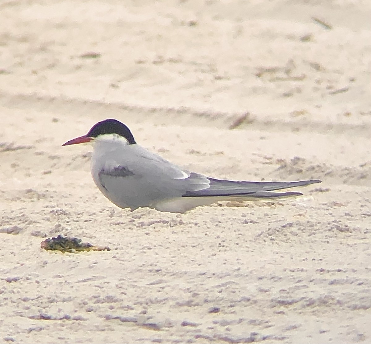 Arctic Tern - ML618679819