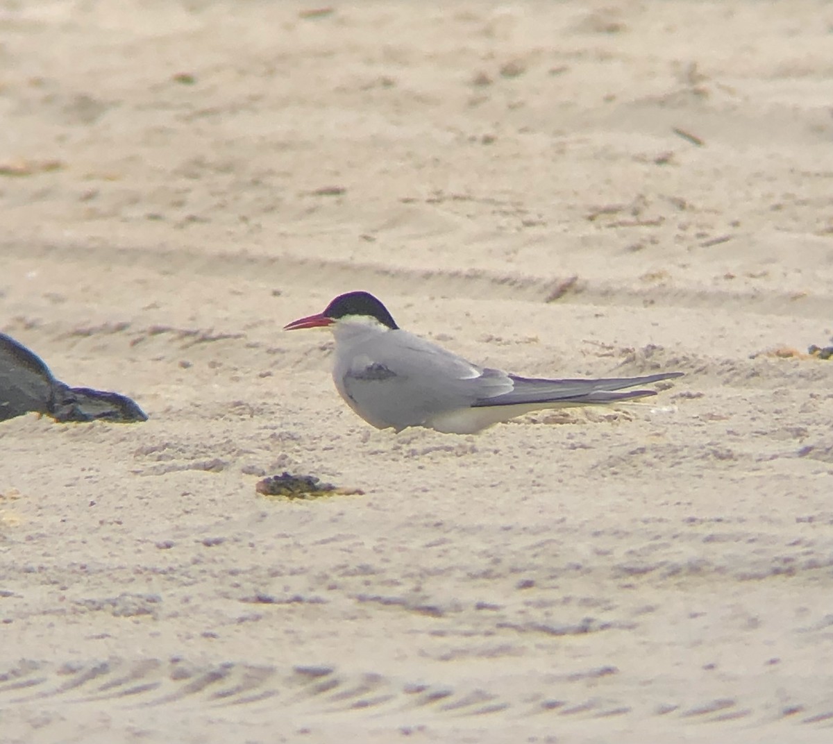 Arctic Tern - ML618679820