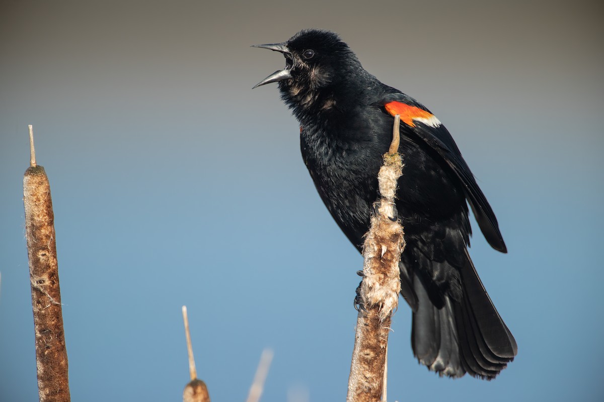 Red-winged Blackbird - Johnathan Mack