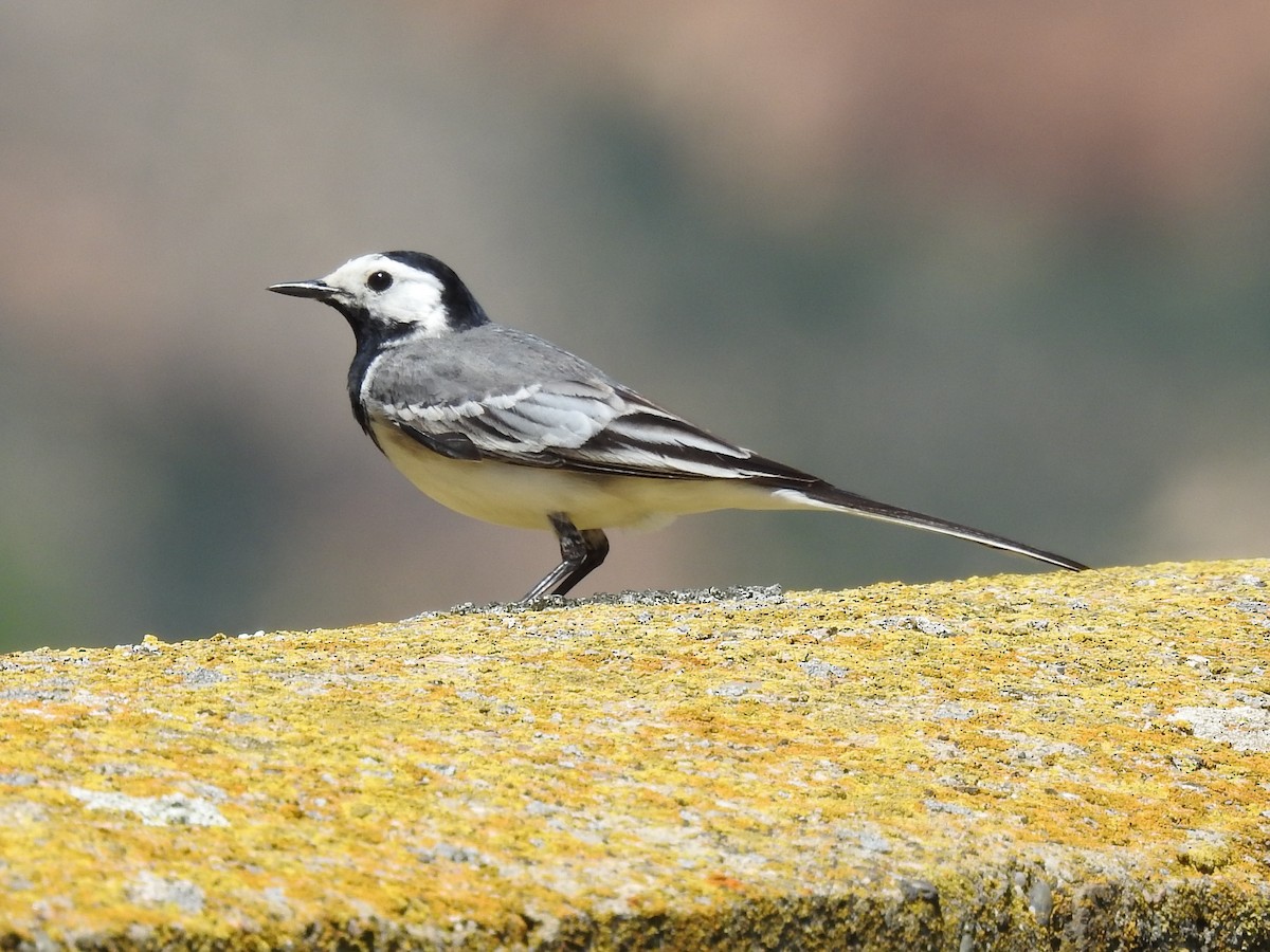 White Wagtail - ML618679915