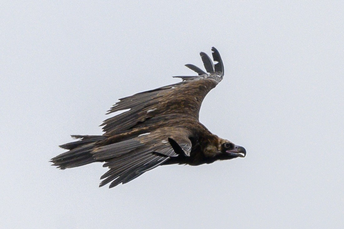 Cinereous Vulture - ML618679960