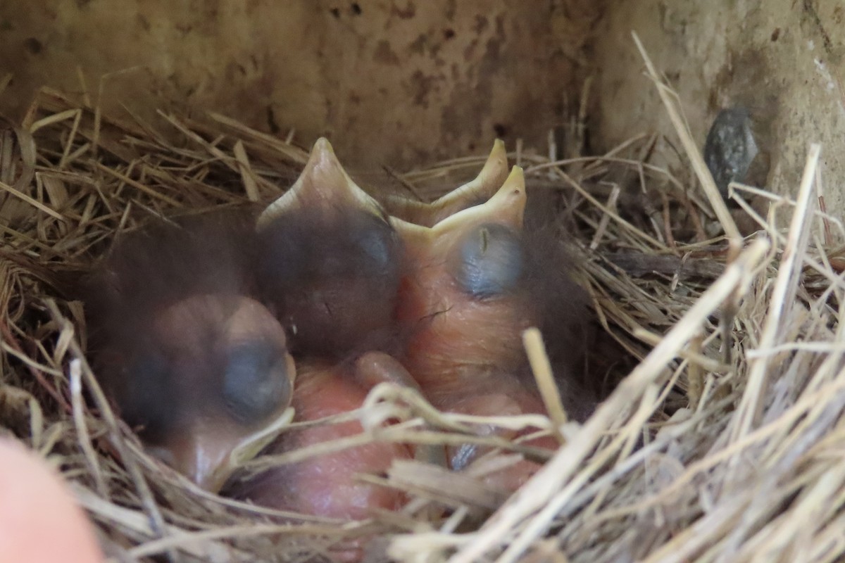 Eastern Bluebird - Merrie Perron