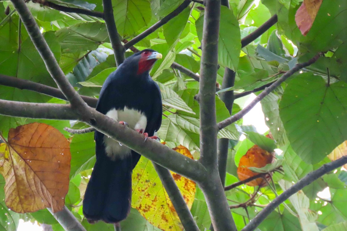 Red-throated Caracara - Rogger Valencia Monroy