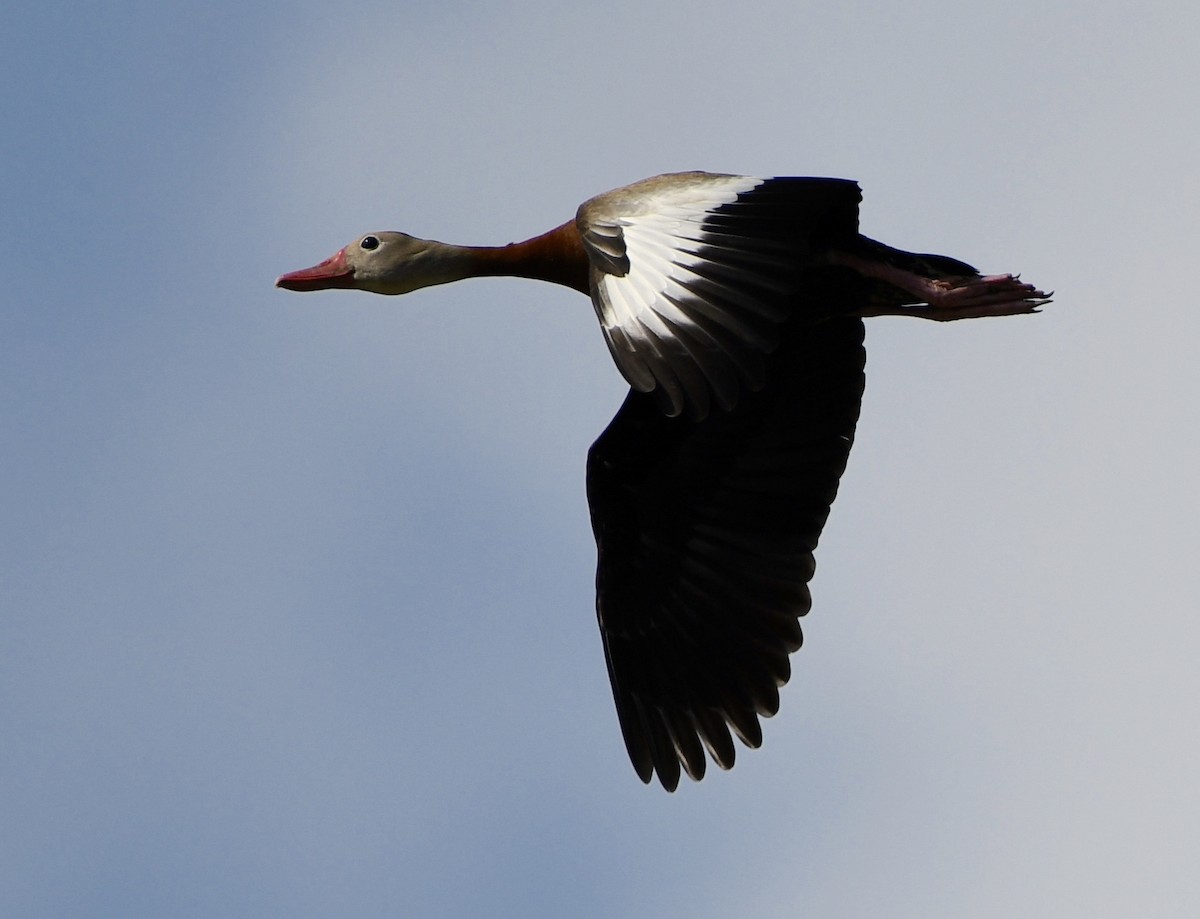 Black-bellied Whistling-Duck - ML618680068