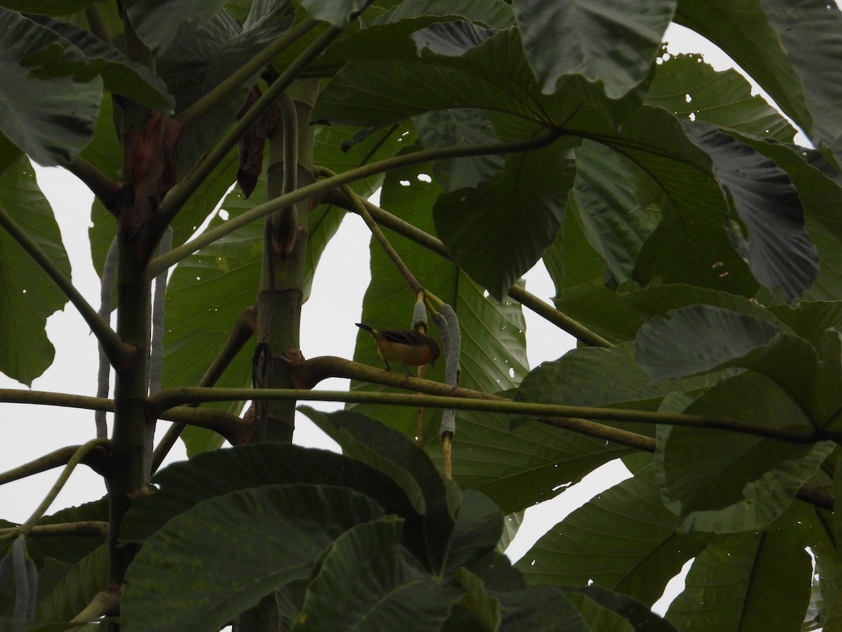 Crimson-breasted Finch - ML618680078