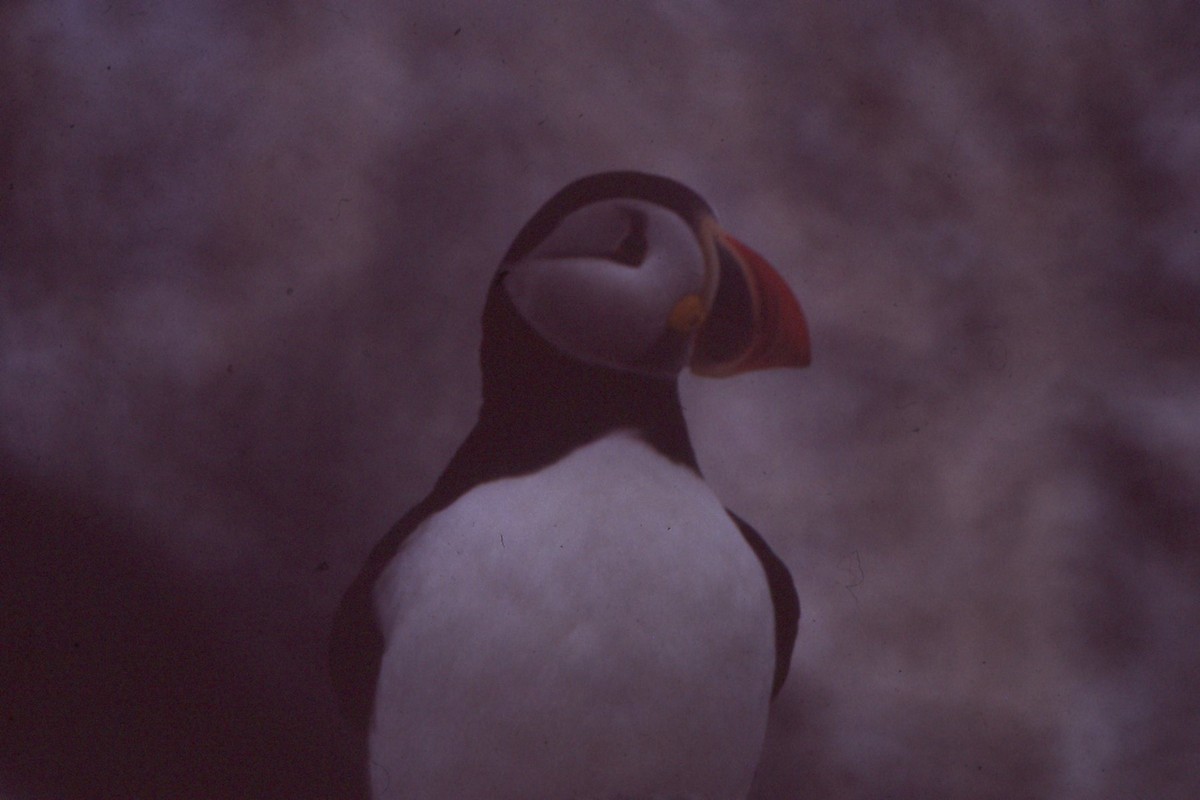 Atlantic Puffin - ML618680115