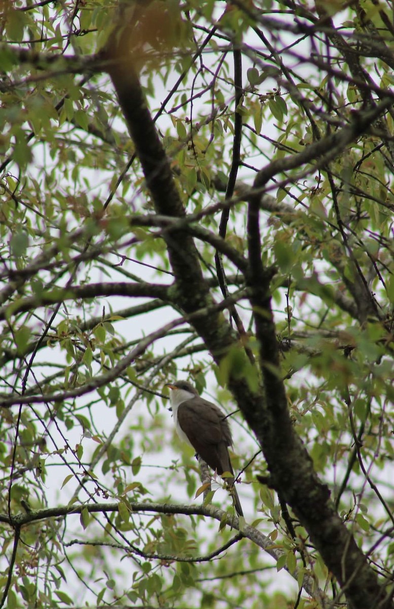 Yellow-billed Cuckoo - ML618680134