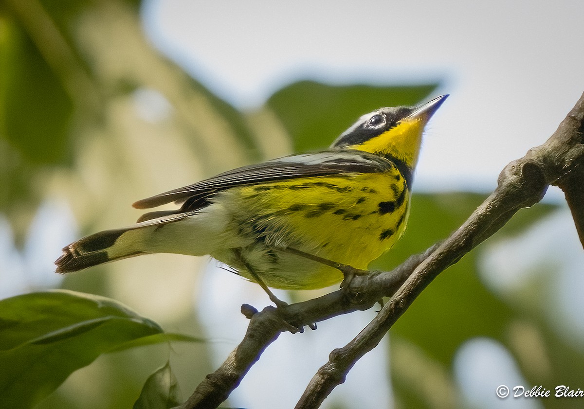 Magnolia Warbler - ML618680181