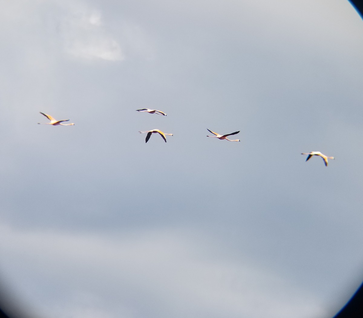 American Flamingo - Nerisbel Borrego