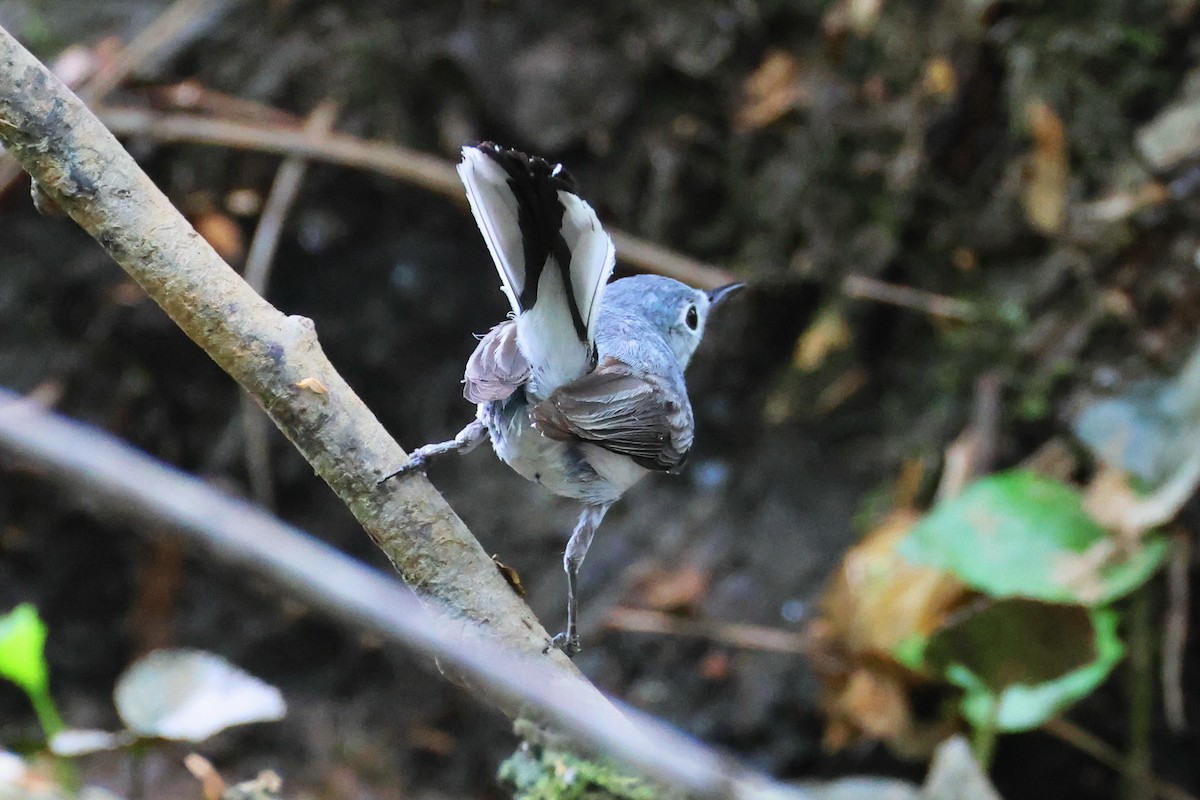 Blue-gray Gnatcatcher - ML618680250