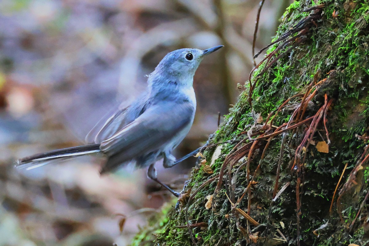 Blue-gray Gnatcatcher - ML618680251