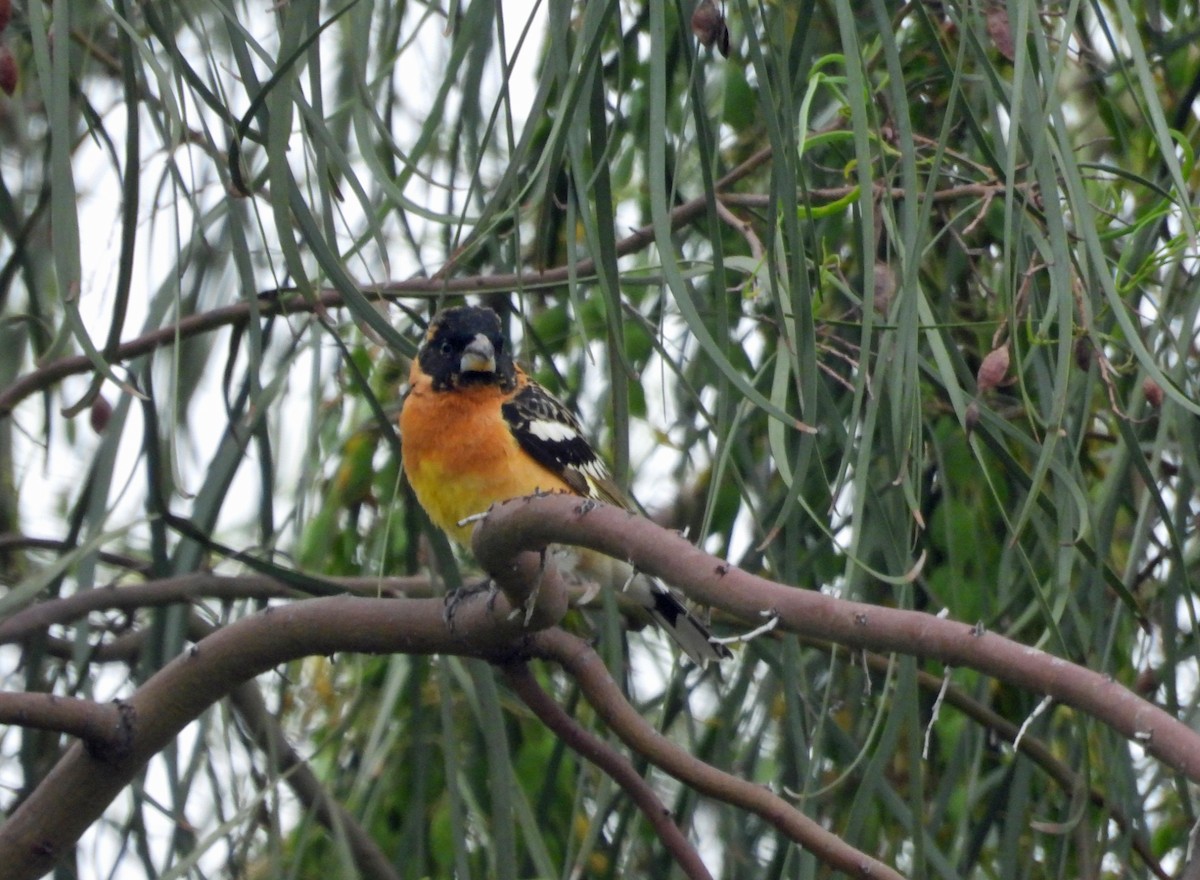 Black-headed Grosbeak - Rod Higbie